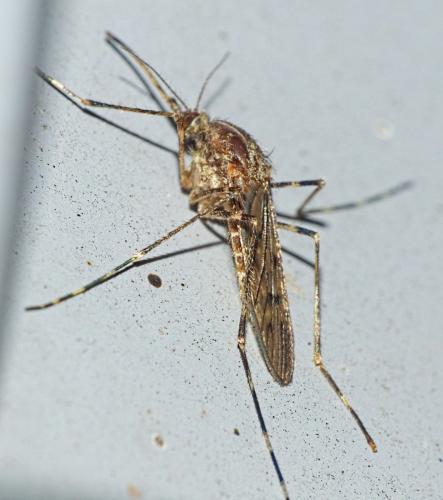 Réf. 354 389 : Culiseta annulata